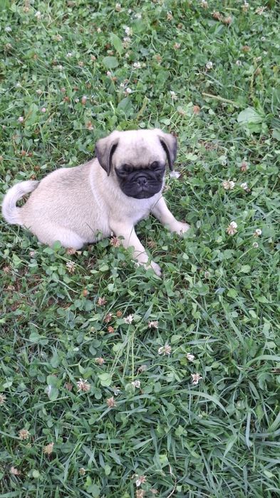 PUG MOPS .Transport in toata Ro