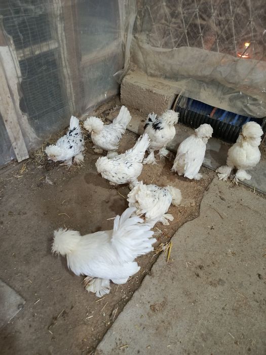 Корейский тройка тозаси тухумлари сотилади