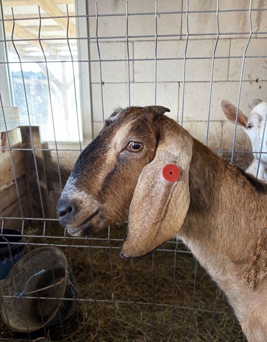 Capra de lapte anglonubian