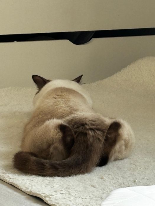 Отдам кота в хорошие руки
