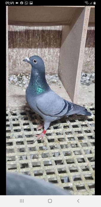 Porumbei voiajori de vânzare