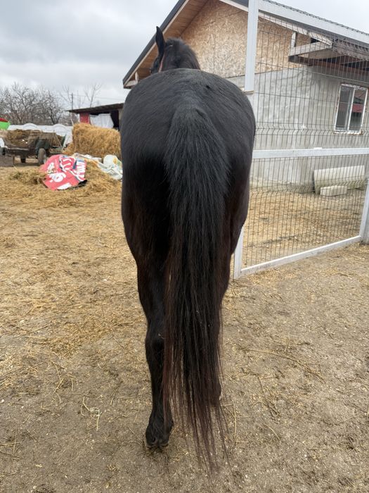 Cal castrat de vanzare