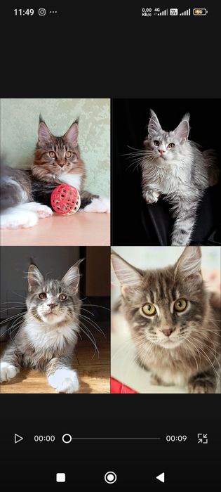 Шикарные котята для Вас! Питомник "Fluffy Tale"