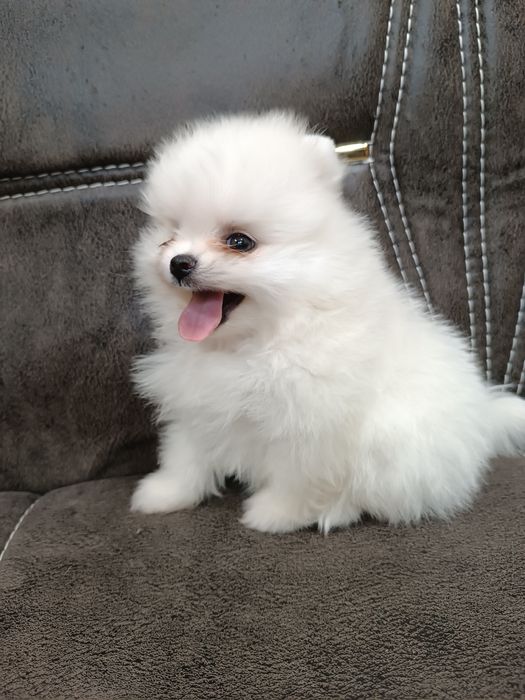 Щенки шпица.девочки