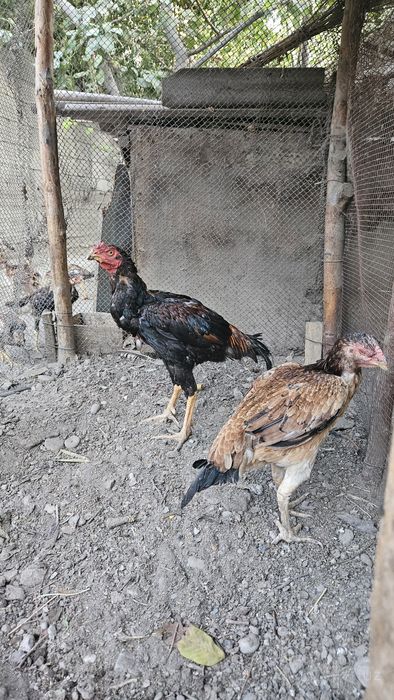 Dakanlar sotiladi