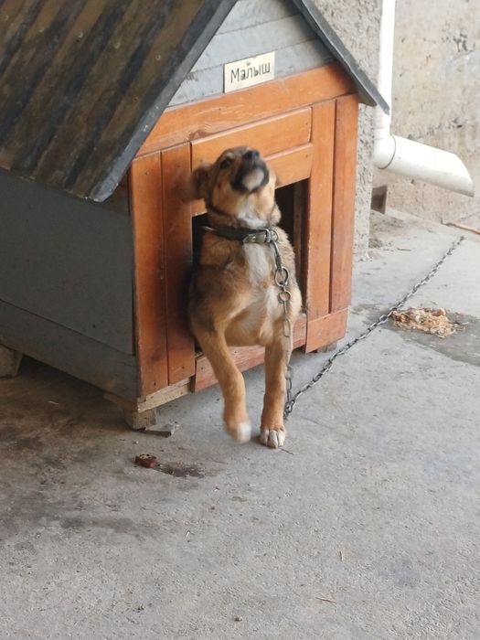 Сабака в хорошие руки