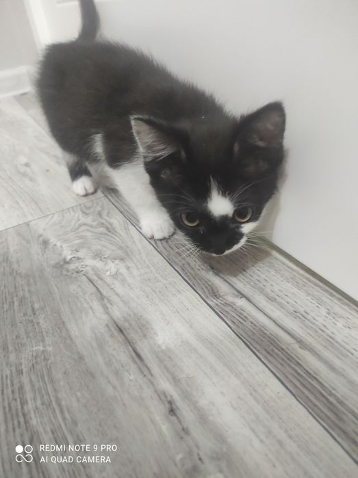 Котёнка в добрые руки