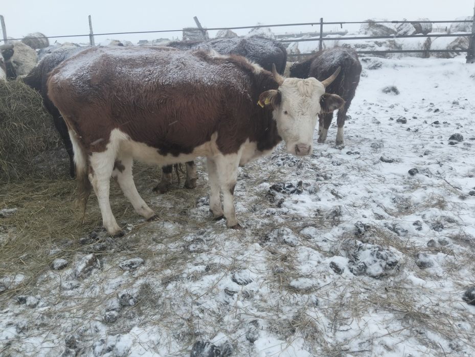 Продам тёлок 2 годовалый