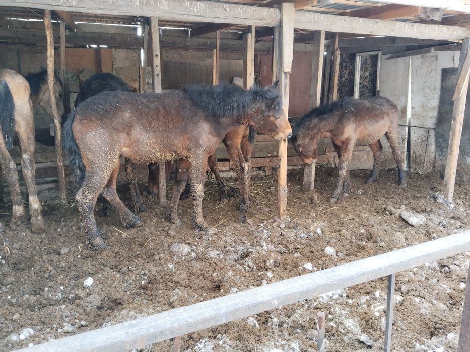 Бордакы тайлар сатылады