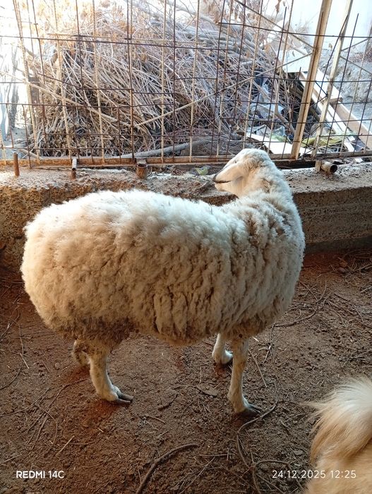 Бугоз экиззой куй сотилади тезда семиз соглом чиройли хонаки сифатли !