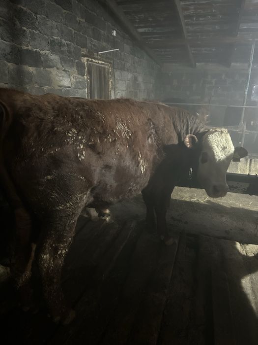 Продается бычки