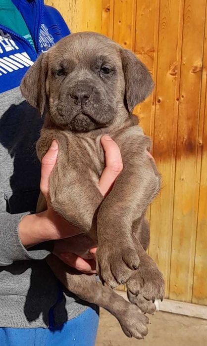 Femela Cane Corso