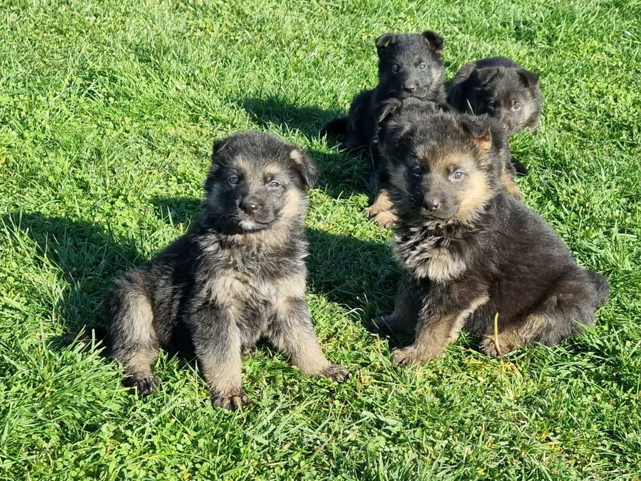 Малки немски овчарки