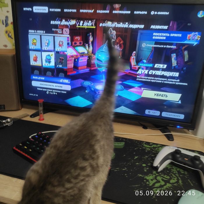 Продам кошку она ласковая