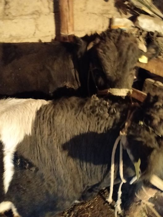 Бука откорм Бык сатылады