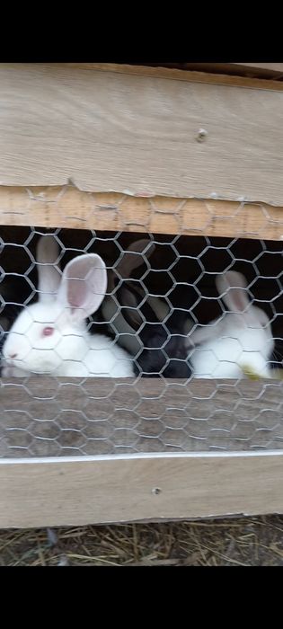 De vânzare iepurași! Zona Botoșani sat Dimitrie Cantemir , 40 bucata.