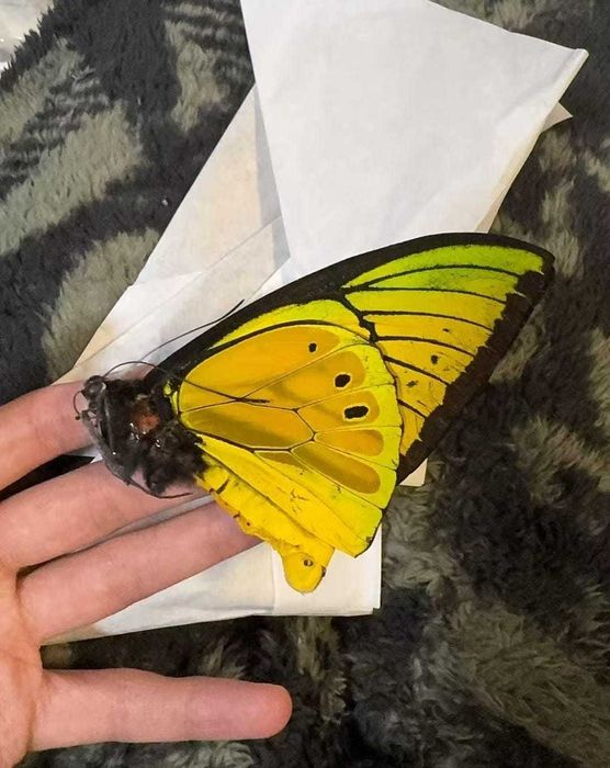 Одна из самых редки бабочек в мире.