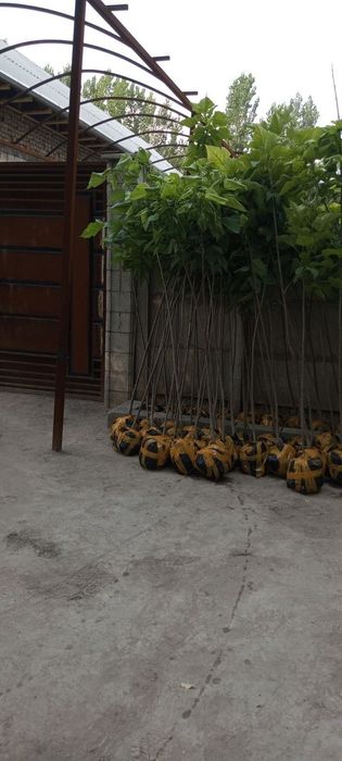 Декаратив кочатлар