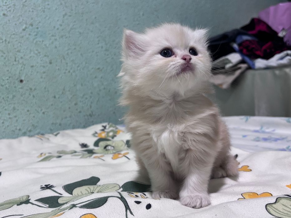 Шотландские котята страйт, мальчик и девочка, чистокровные