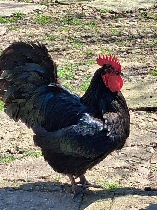 Петли порода Австралорп