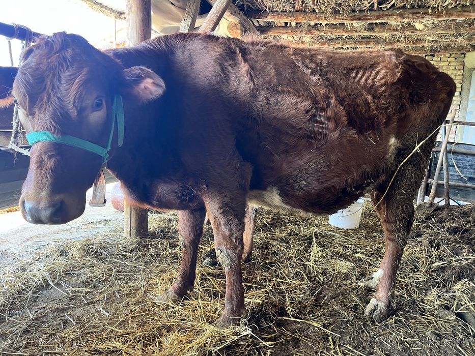 sigir sotiladi 9 oylik bugoz