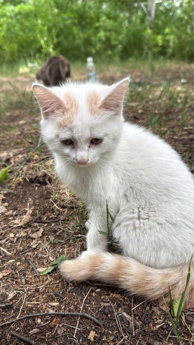 Пушистые Котята в добрые руки