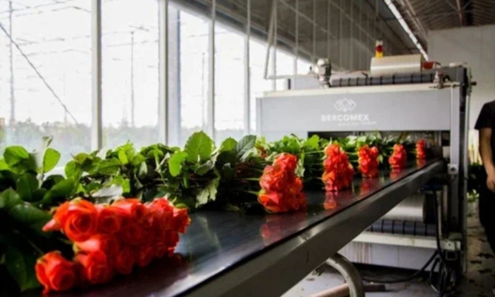 Свежие Розы Оптом