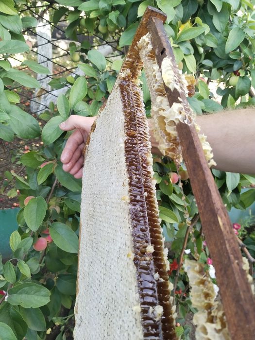 Мёд натуральный, свежий