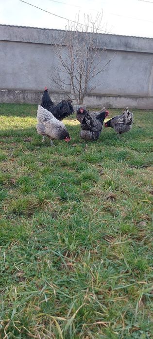 Oua australorp negru și albastru