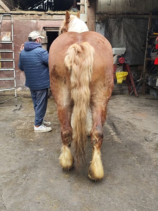 Vând iapă de 6 ani