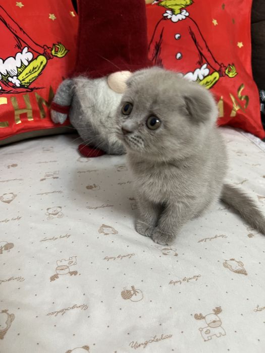 Шотландско клепоухо момче