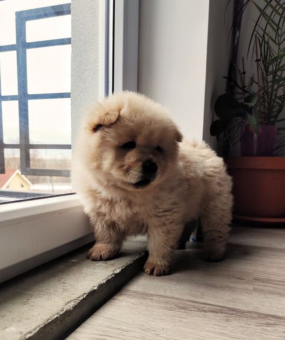 Puiut  Chow Chow