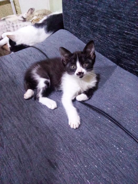 Отдмм даром котенка