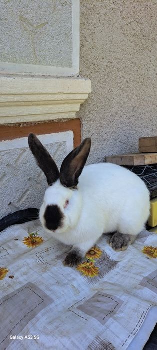 Vand Iepuri Urias de Transilvania