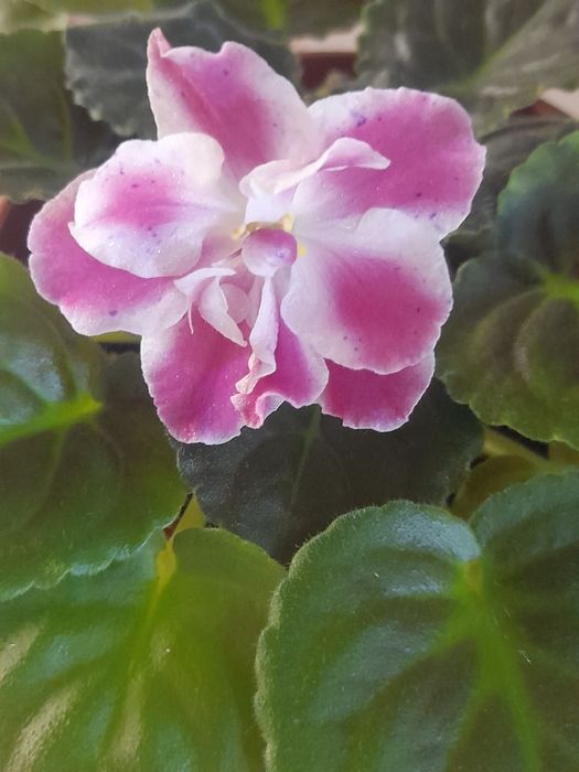 Комнатные фиалки