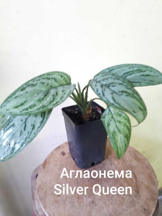 Аглаонема (Aglaonema)