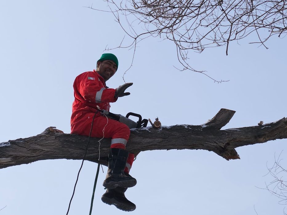 Спил дерева тал кесу 24/7.