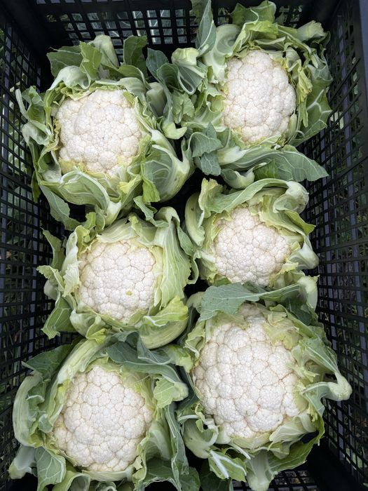 Se vinde conopida doar en-gros