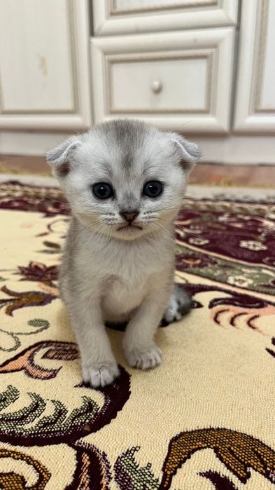 Котята Вислоухие