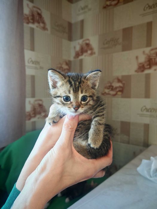 Отдам котят в добрые руки