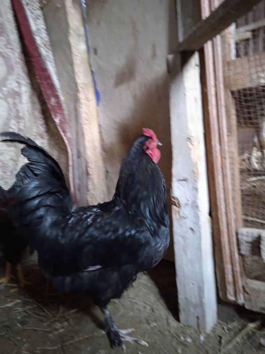 Жас атештер сатылады