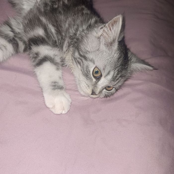 Продам котёнка  пародистый