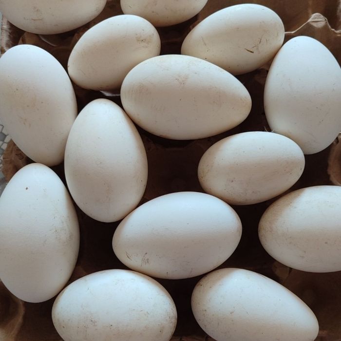 яйца индоутка гусиные инкубационный