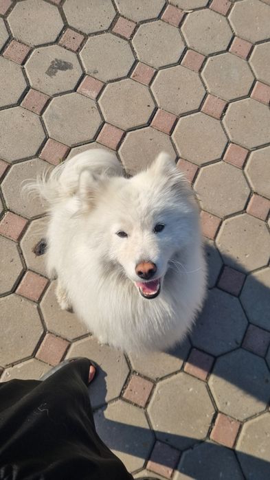 Самоед 1 годик !