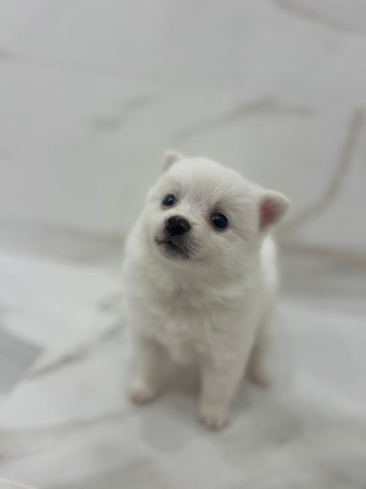 Кученца порода померан-шпиц