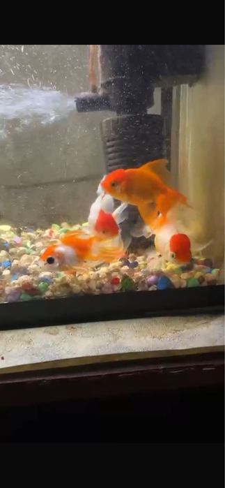Рыбки Золотая- Оранда
