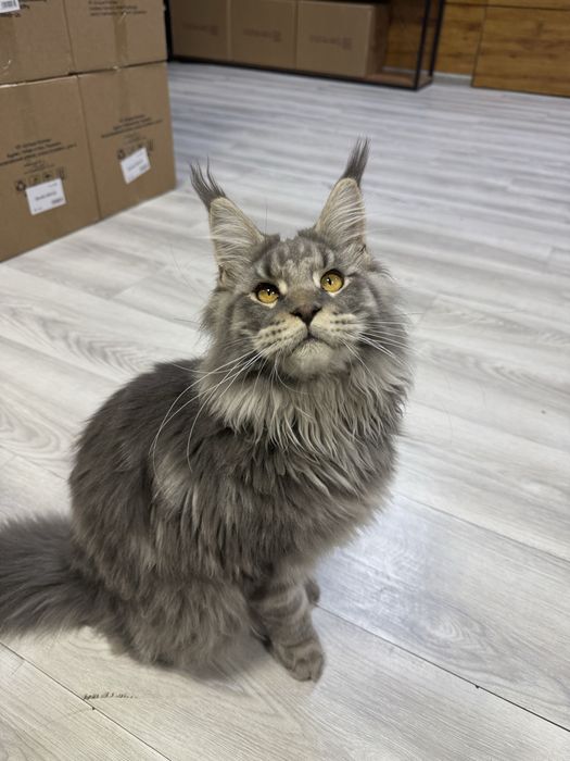 Продается Мейн-Кун