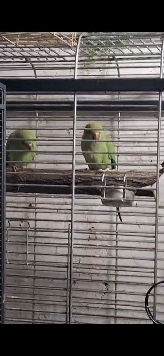 Papagal pui de  micul alexander  am si colivie