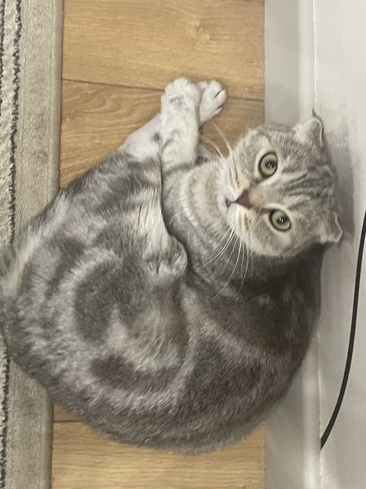 Продаем шотландскую кошку