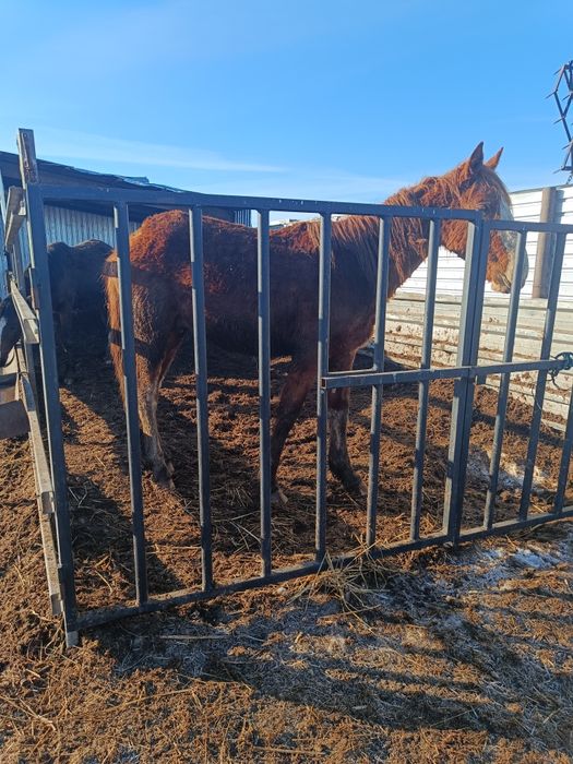 Продам жеребчиков апрельских 2 леток